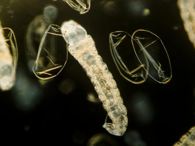 image Larva recién eclosionada de mosquito quironómido junto a las envolturas de los huevos vacíos (Chironomidae) 