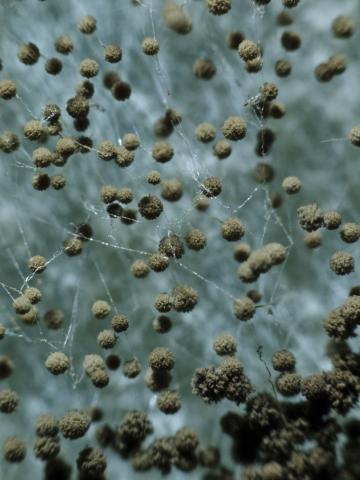 image Moho del pan (Aspergillus sp.)