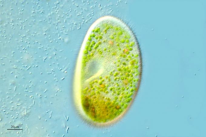 image Ciliado (Paramecium bursaria), Río Tirón, La Rioja