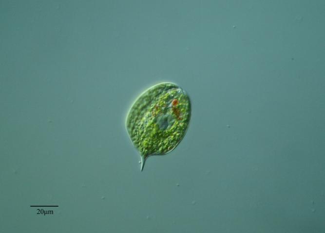 image Euglénido (Phacus pleuronectes)