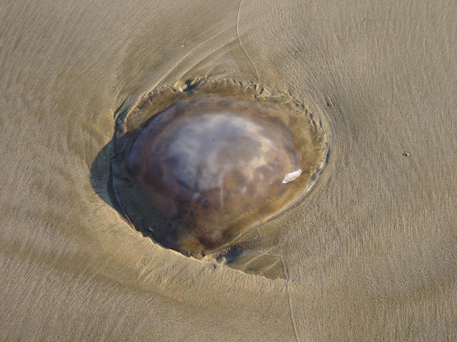 image Medusa Aurelia en la playa de Doñana, Parque Natural de Doñana, Huelva