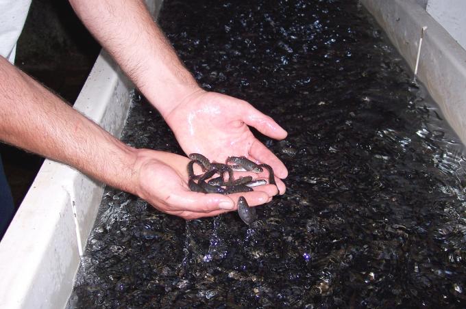 image Alevines de trucha mayores de un mes