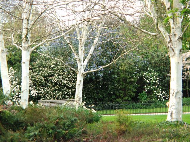 image Árboles de Regent's Park, Londres, Reino Unido
