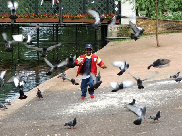 image Asustando a las palomas, Regent's Park, Londres
