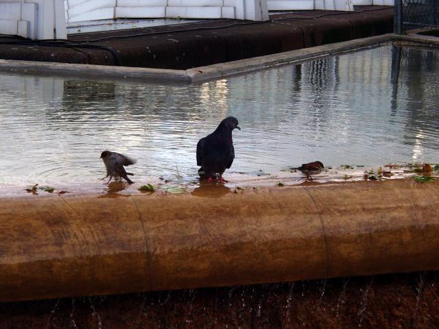 image Pajaros en una fuente del centro Pompidou, París