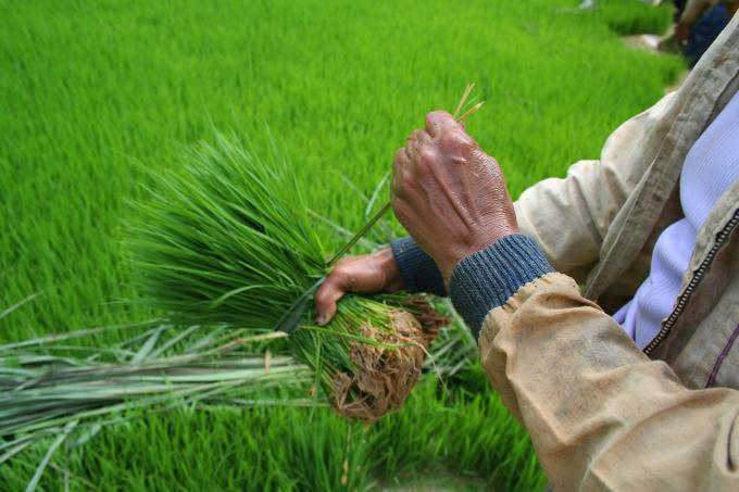 image Arroz para plantar, brotes, Sulawesi, Indonesia