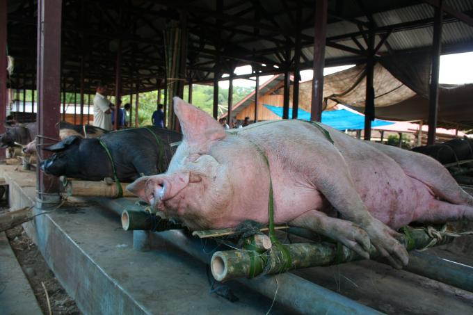 image Cerdos, Sulawesi, Indonesia