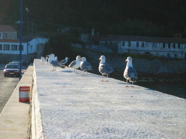 image Gaviotas en el puerto de Beluso, Pontevedra