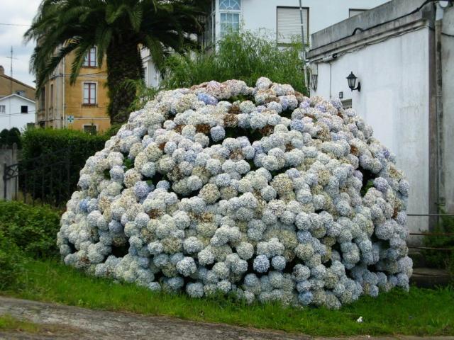 image Hortensias (Hydrangea) en la Mariña lucense, Lugo