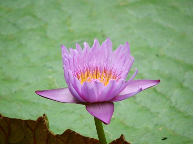 image Flor en un invernadero de Kew Gardens, Londres, Inglaterra