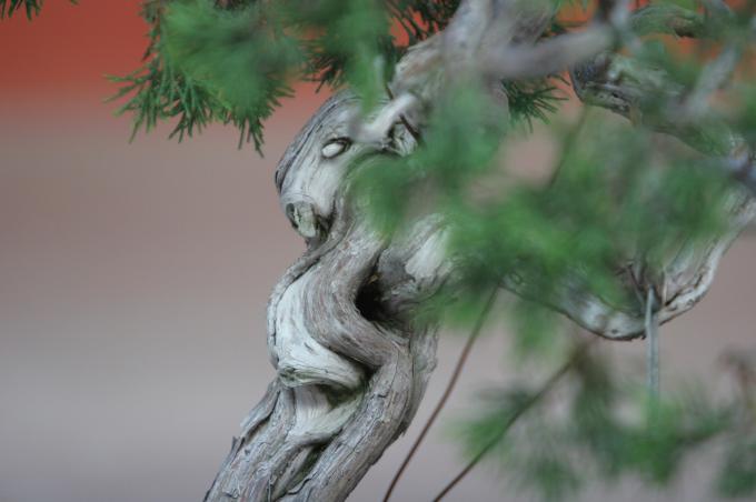 image Sabina rastrera (Juniperus sabina)