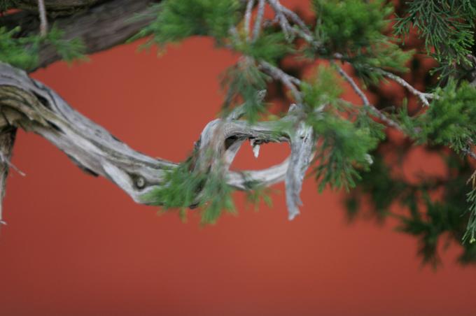 image Sabina rastrera (Juniperus sabina)