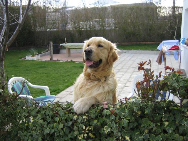 image Perro sobre valla