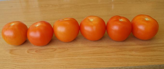 image 6 tomates