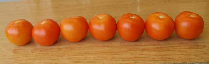 image 7 tomates