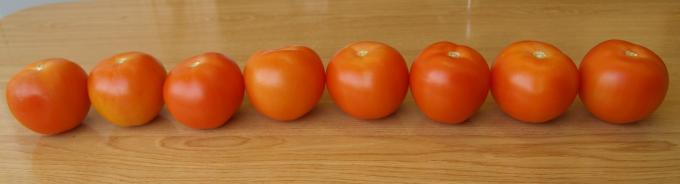 image 8 tomates