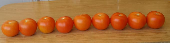image 9 tomates