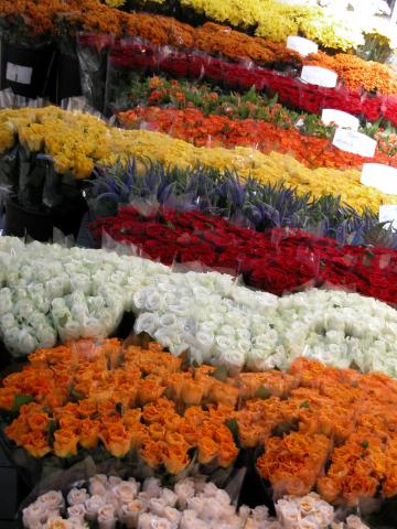 image Rosas multicolores