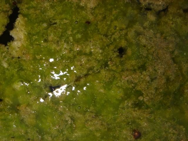 image Agua estancada