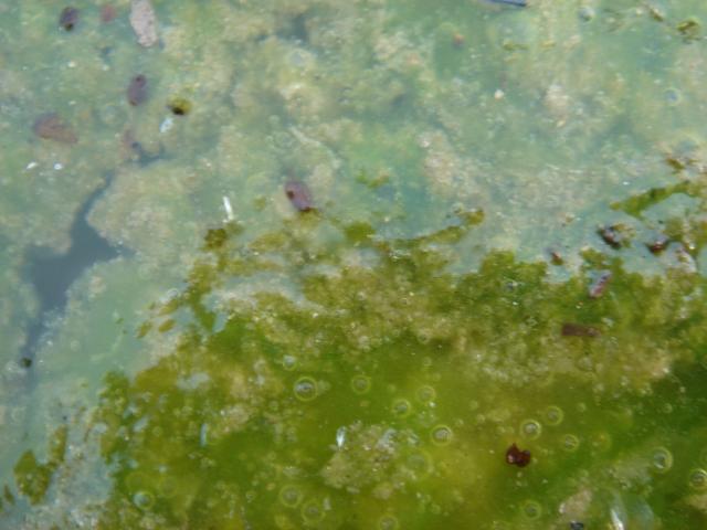 image Agua estancada