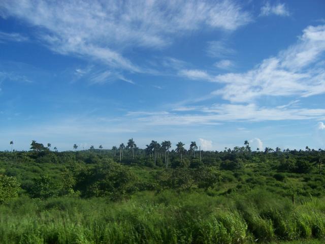 image Palmeras, Cuba