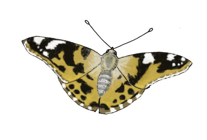 ilustracion Polilla con las alas desplegadas