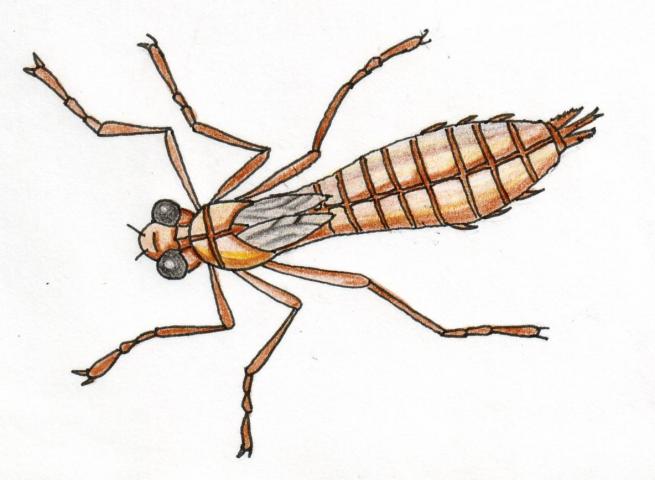 ilustracion Ninfa de libélula (Anisoptera)