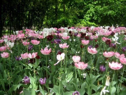 image Tulipanes