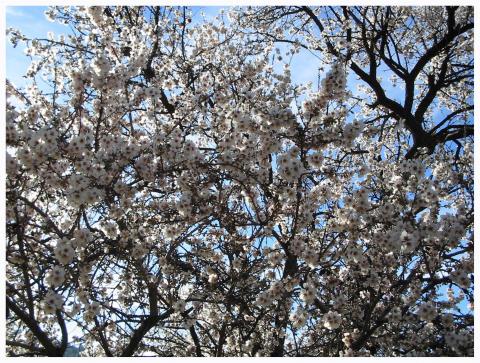 image Almendro en flor
