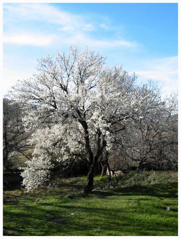 image Almendro en flor