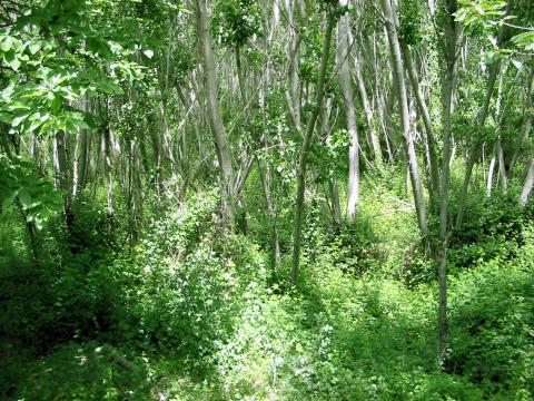 image Bosque de Hervás