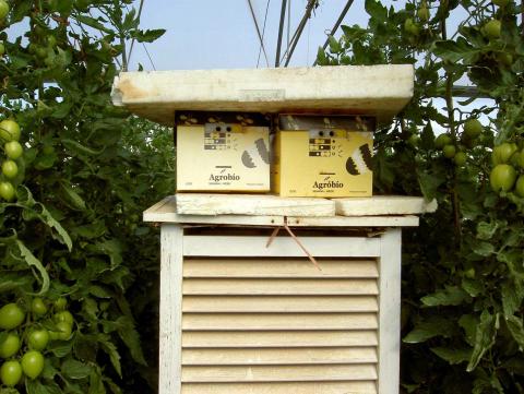 image Cultivo de tomates en el invernadero de El Ejido (Almería)