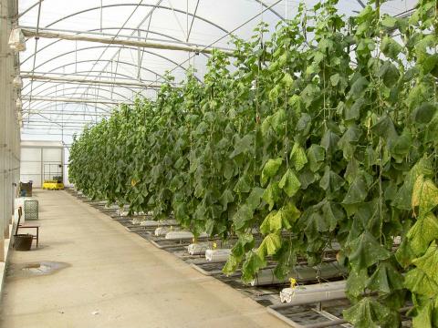 image Cultivos de invernadero en El Ejido (Almería)