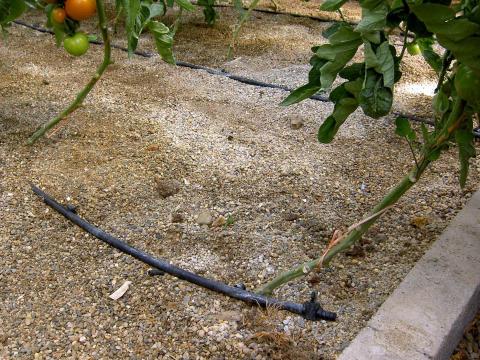 image Sistema de riego por goteo en invernadero en El Ejido (Almería)