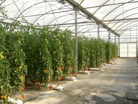 image Cultivo de tomates en el invernadero de El Ejido (Almería)