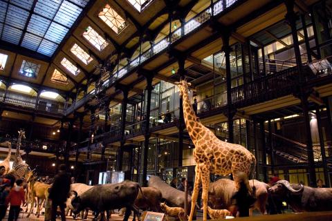 image Interior Museo Nacional de Historia Natural, París (Francia) 