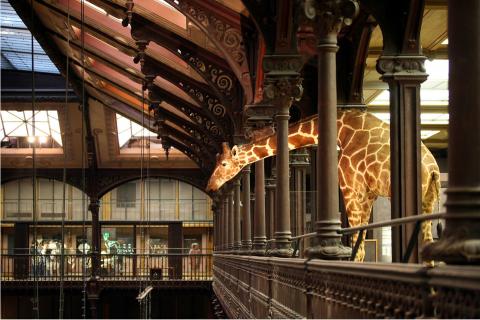 image Interior Museo Nacional de Historia Natural, París (Francia) 