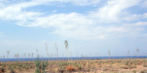image Campo de pitas, Almería (España)