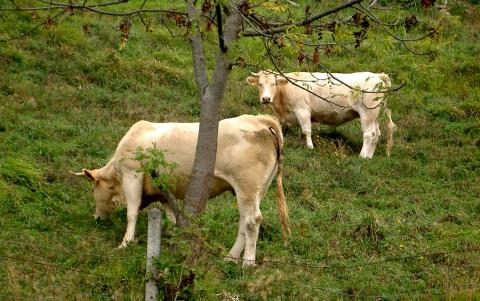 image Vacas en Los Pirineos (Francia)