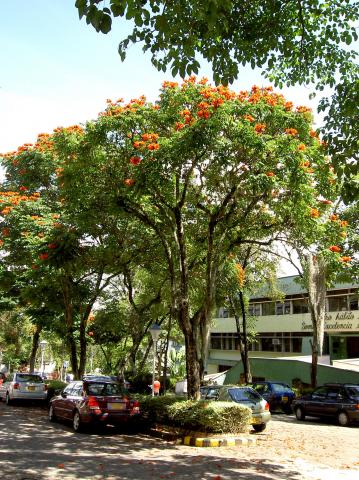 image Árbol tulipán africano (Colombia)