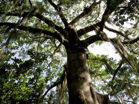image Vegetación Parque Natural El Gallineral, San Gil (Colombia)