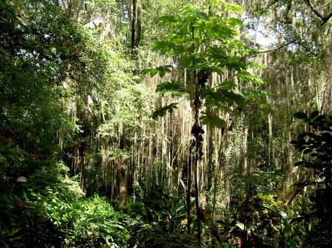image Vegetación Parque Natural El Gallineral, San Gil (Colombia)