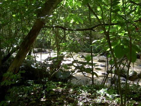image Vegetación Parque Natural El Gallineral, San Gil (Colombia)