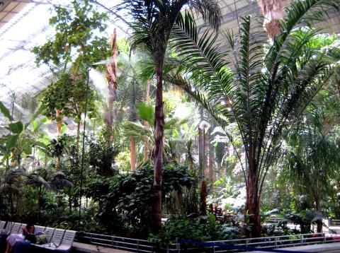 image Jardín tropical de la estación de Atocha, Madrid