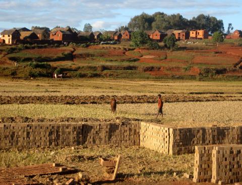image Campos de cultivo de Madagascar