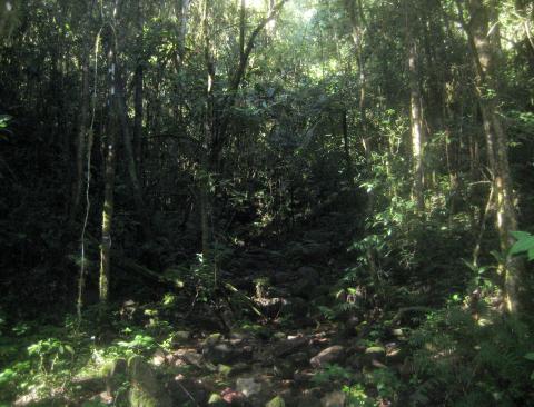 image Selva en el Parque nacional de Ranomafana