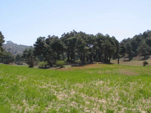 image Bosque de coníferas