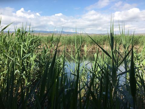 image Lagunas del Padul