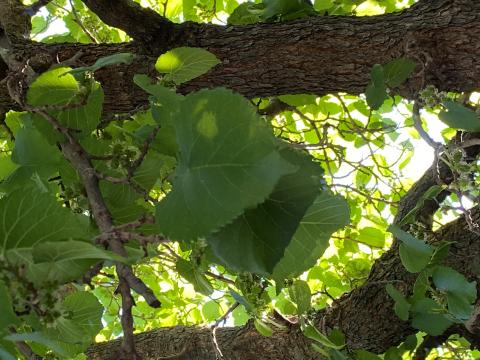 image hoja de morera