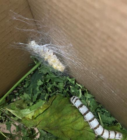 image inicio crisálida